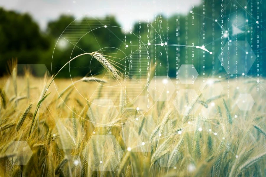 Wheat field with binary codes